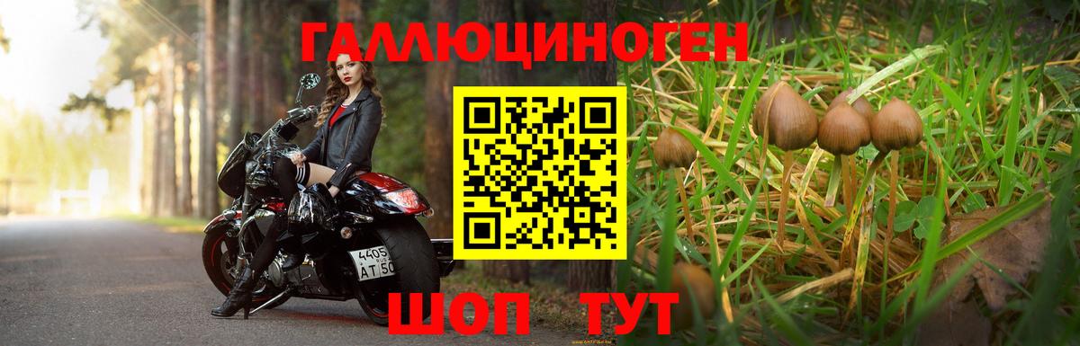 Канаш  Галлюциногенные грибы Psilocybine cubensis  Вход с VPN 